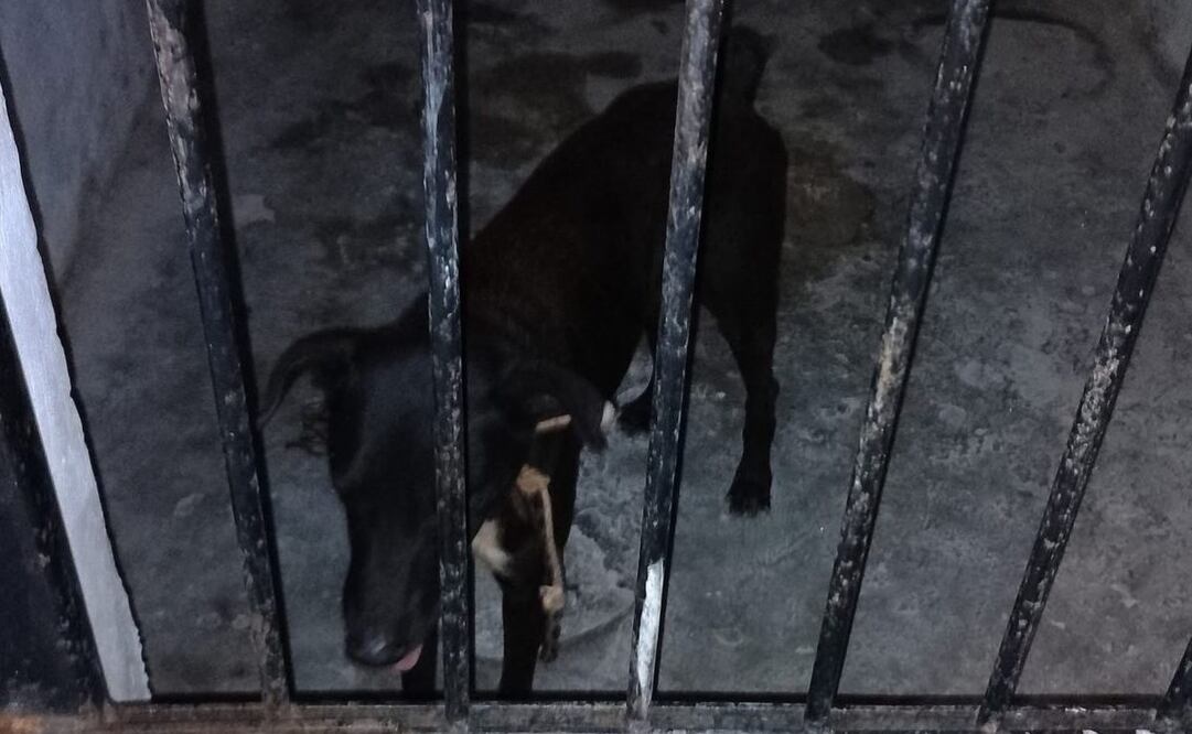 El perrito fue "encarcelado" tras morder a tres personas en Sisal, Yucatán. Foto: Especial.