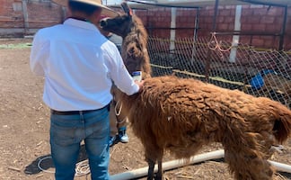 Profepa rescata a 111 animales en dos municipios de Querétaro; una llama, pavos reales y caballitos de mar, entre las especies