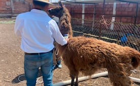Profepa rescata a 111 animales en dos municipios de Querétaro; una llama, pavos reales y caballitos de mar, entre las especies