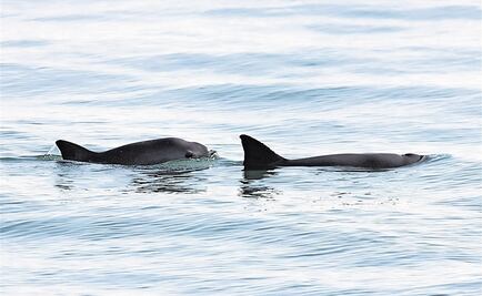 Gobierno Federal declara veda permanente para protección de la vaquita marina