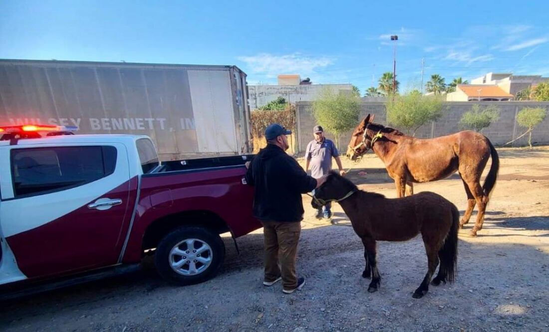 El par de caballos deambulaban por diversas vialidades de Culiacán poniendo en riesgo a los automovilistas que circulaban cerca (26/02/2025). Foto: Oficial