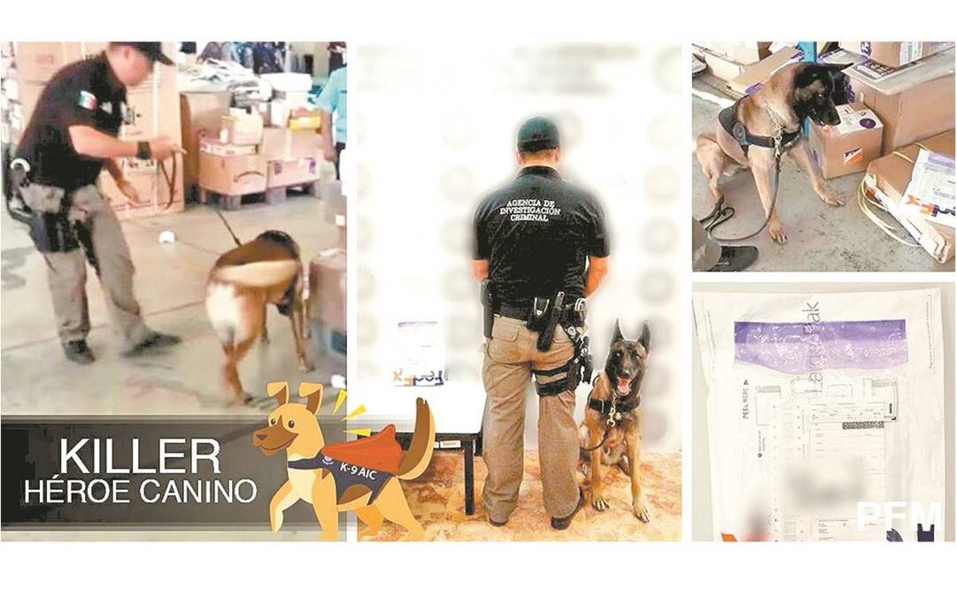 Son los ejemplares más veteranos los que fueron puestos a la venta, entre los que se encuentran canes expertos en detección de bombas. Fotos: ESPECIAL