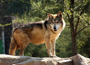 Chihuahua recupera especies como lobo mexicano, oso y bisonte