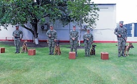 ¡A la orden! Pastores belgas ayudan al ejército en tareas de detección de sustancias ilícitas