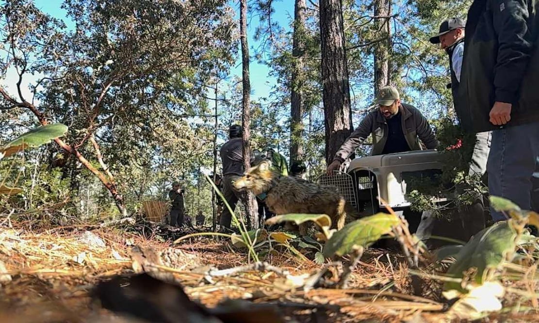 Retorno de lobo mexicano a Durango (14 de marzo, 2026). Foto: Secretaría de Medio Ambiente y Recursos Naturales (Semarnat).