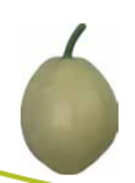 Foto: Grupo Interdisciplinario de Investigación
en Sechium edule en México, A.C.