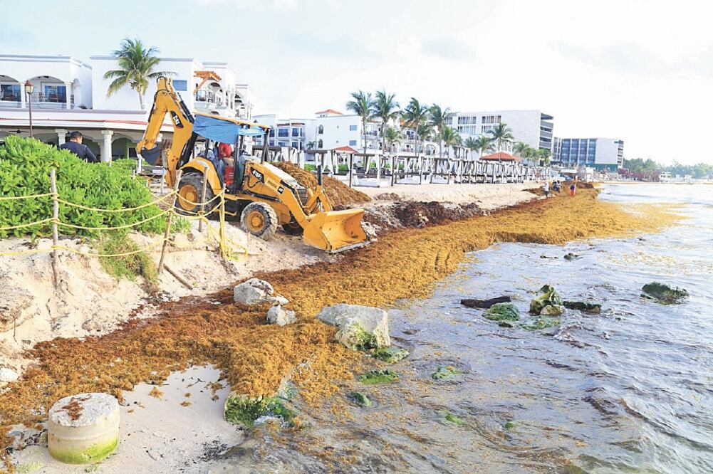 Afectaciones. Las playas de Quintana Roo han sido afectadas por el cúmulo de sargazo que se ha depositado en las costas. Foto: ARCHIVO EL UNIVERSAL