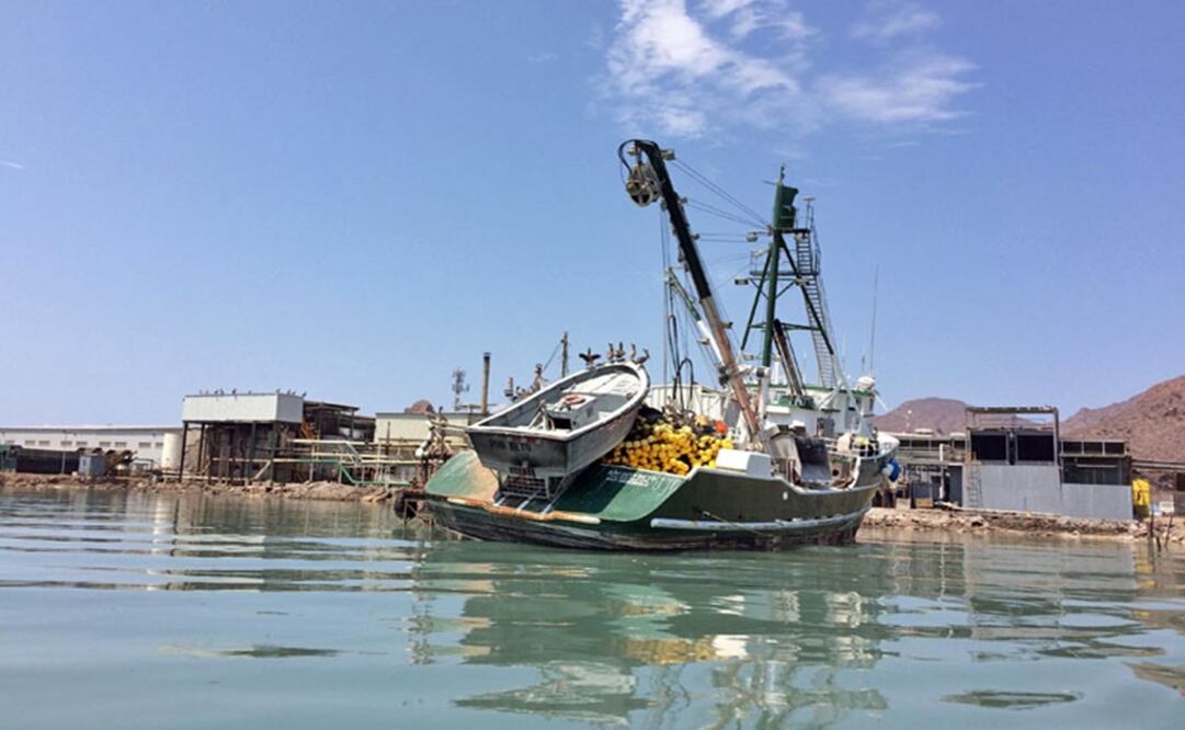 Photo by Iniciativa dataMares MX (Enrique Alvarado, Alejandro Melgoza and Andrés M. Estrada)