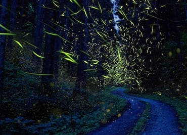 Cuánto cuesta ir al santuario de las luciérnagas en Nanacamilpa