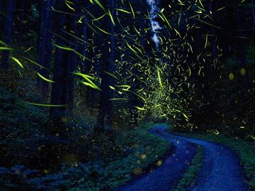 Cuánto cuesta ir al santuario de las luciérnagas en Nanacamilpa