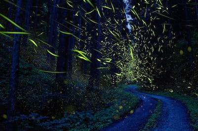 Cuánto cuesta ir al santuario de las luciérnagas en Nanacamilpa