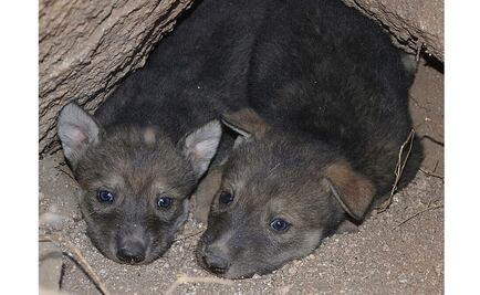 Presentan crías de lobo gris mexicano en Centro Ecológico de Sonora