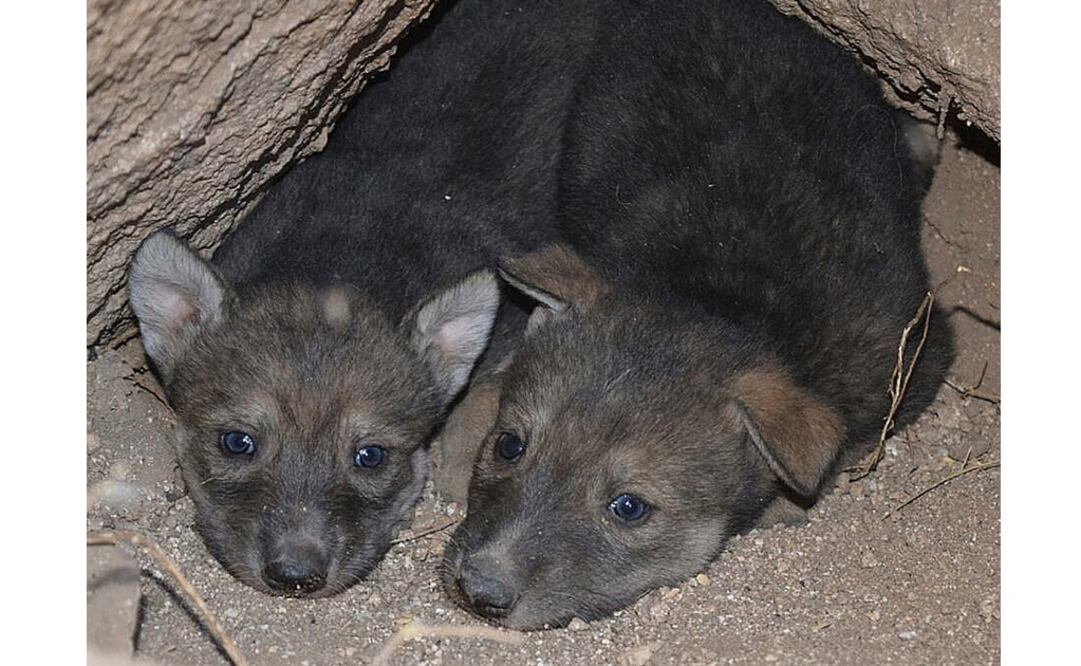 Las crías aún no tienen nombre. /Amalia Escobar - EL UNIVERSAL