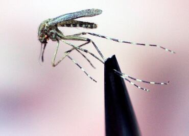 Países Bajos detecta primer contagio local del virus del Nilo Occidental