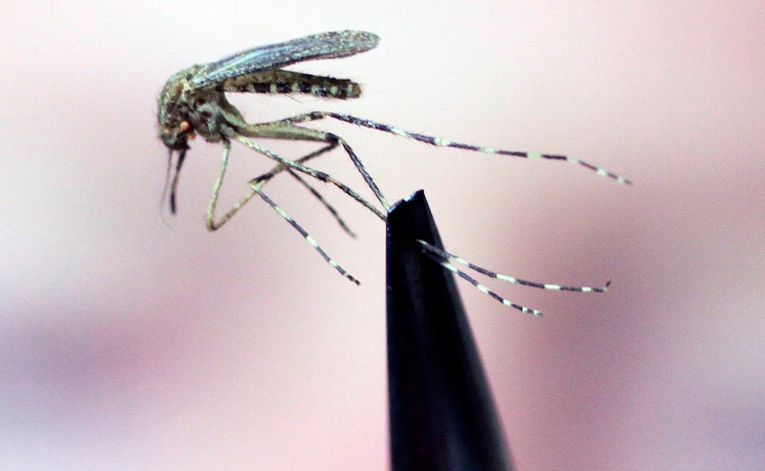 Provoca una enfermedad que se transmite a las personas por la picadura de mosquitos (Foto: AP)