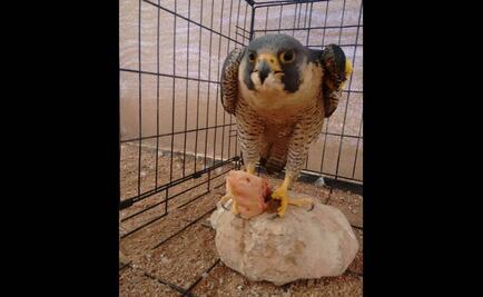 Profepa rehabilita a un halcón encontrado en Chihuahua