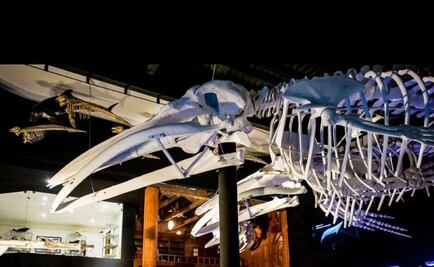 ¿Ya conoces el Museo de la Ballena?