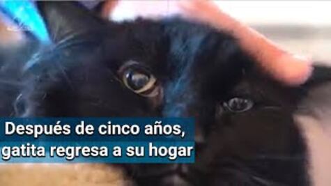 Hallan a gatita desaparecida en 2014 a casi dos mil kilómetros de su hogar