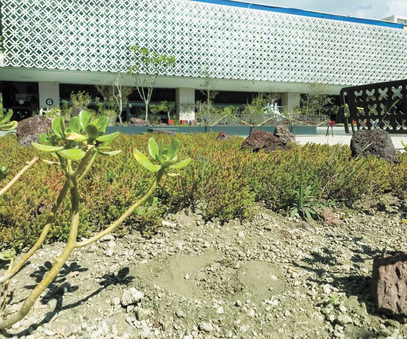 En el jardín donde se encontraba la planta de marihuana, sembrada por un diputado el mes pasado, ahora sólo hay un hoyo en la tierra. Foto: DIEGO SIMÓN. EL UNIVERSAL