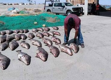 Retiran 9 kilómetros de enmalle ilegal en costas de California; liberan a peces totoaba y vejigas que serían traficadas