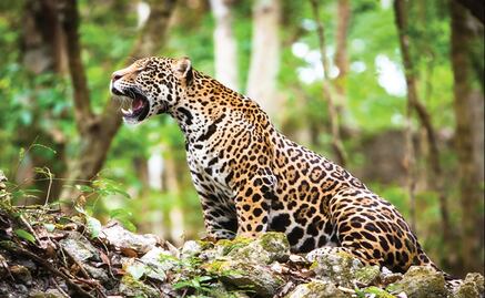 Jaguar population increases in Mexico