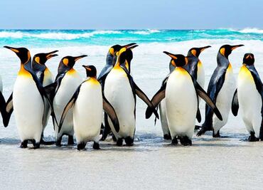 Descubren altos niveles de microplásticos en la dieta de los pingüinos por contaminación en la Antártida