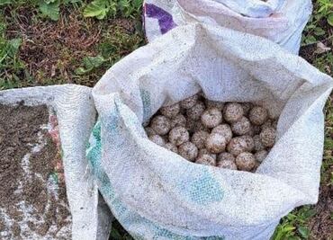 Profepa decomisa más de 5 mil huevos de tortuga golfina saqueados en Oaxaca; no hay detenidos