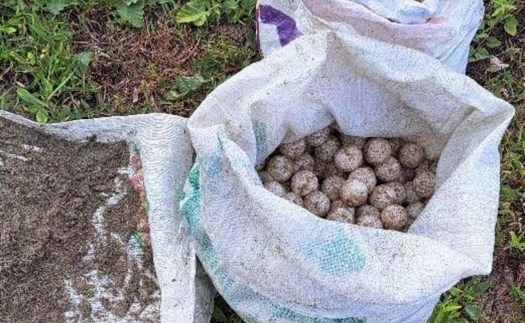 La tortuga golfina está considerada especie en peligro de extinción. Foto: Especial