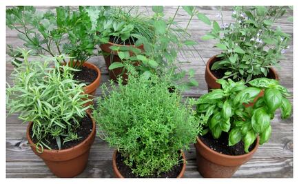 Hierbas básicas en la cocina