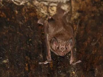 Murciélagos vampiro sí guardan distancia social cuando se enferman