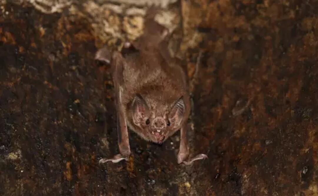 Foto: GERALD CARTER vía Europa Press