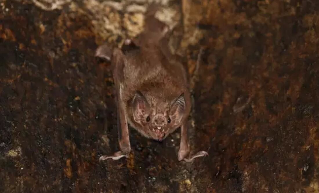 Foto: GERALD CARTER vía Europa Press