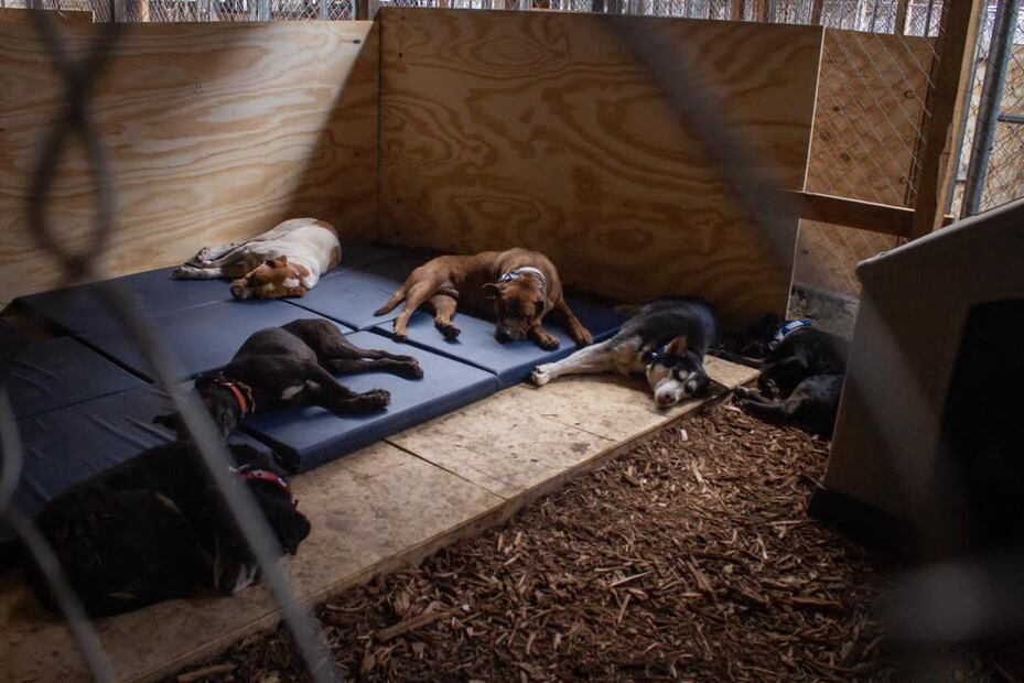 Los perritos serán trasladados paulatinamente, afirmó la jefa de Gobierno. (Foto: Santiago Reyes/ EL UNIVERSAL)