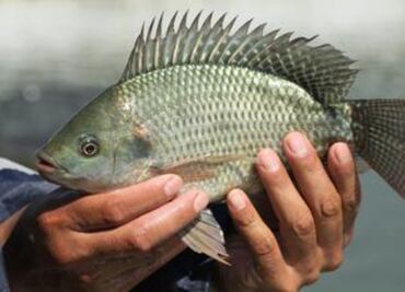 México va por la autosuficiencia de tilapia; alcanza valor de producción de más de 2 mil mdp en 2024 por su consumo
