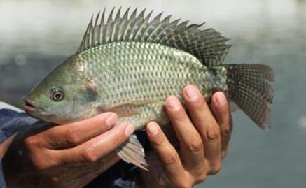 México va por la autosuficiencia de tilapia; alcanza valor de producción de más de 2 mil mdp en 2024 por su consumo