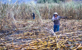 Sader alista apoyos económicos a productores de caña de azúcar; apuesta por elevar productividad del sector