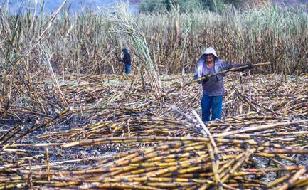 Sader alista apoyos económicos a productores de caña de azúcar; apuesta por elevar productividad del sector