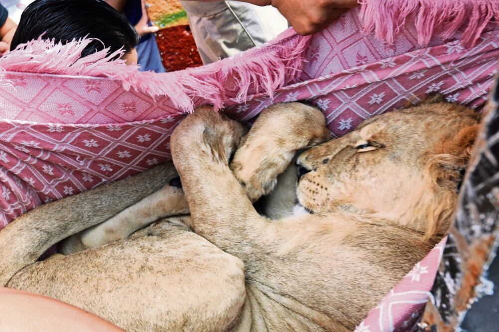 El ejemplar macho, de 90 kilos de peso, fue asegurado ayer por personal de la Procuraduría Federal de Protección al Ambiente (Profepa) (EDUARDO SÁNCHEZ. EL UNIVERSAL)