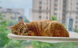 ¿Es obligatorio que tu gato tome el sol?; las claves si vive en un departamento