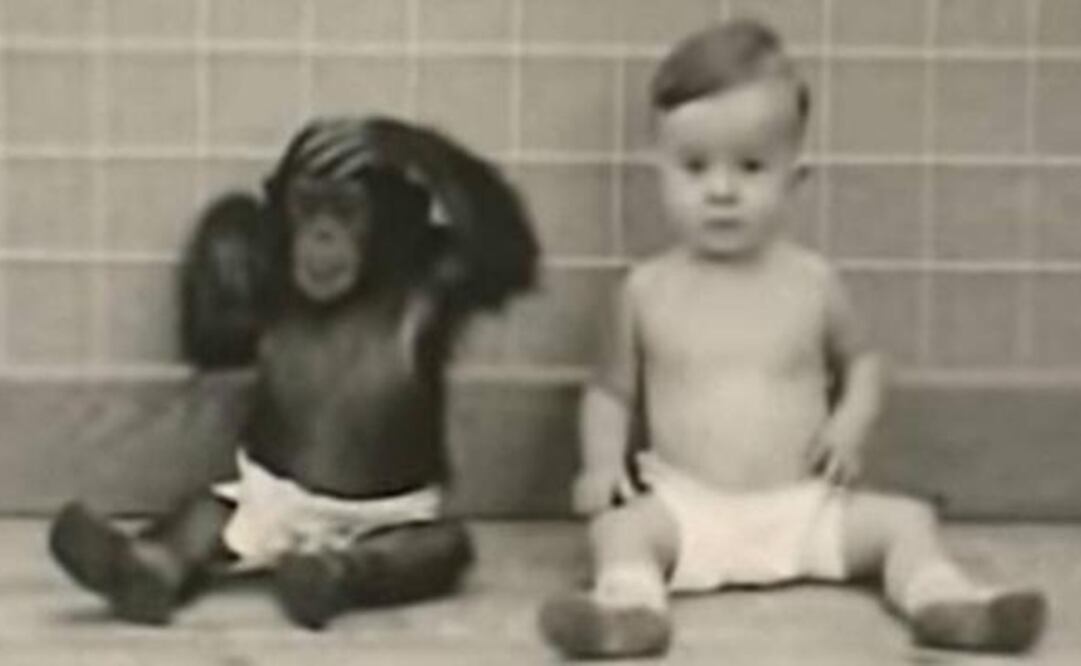 El experimento de Kellogg puso a un niño a convivir con una chimpancé. Foto: Tomada del video 