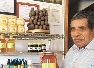 Chinantecos protegen a las abejas sin aguijón