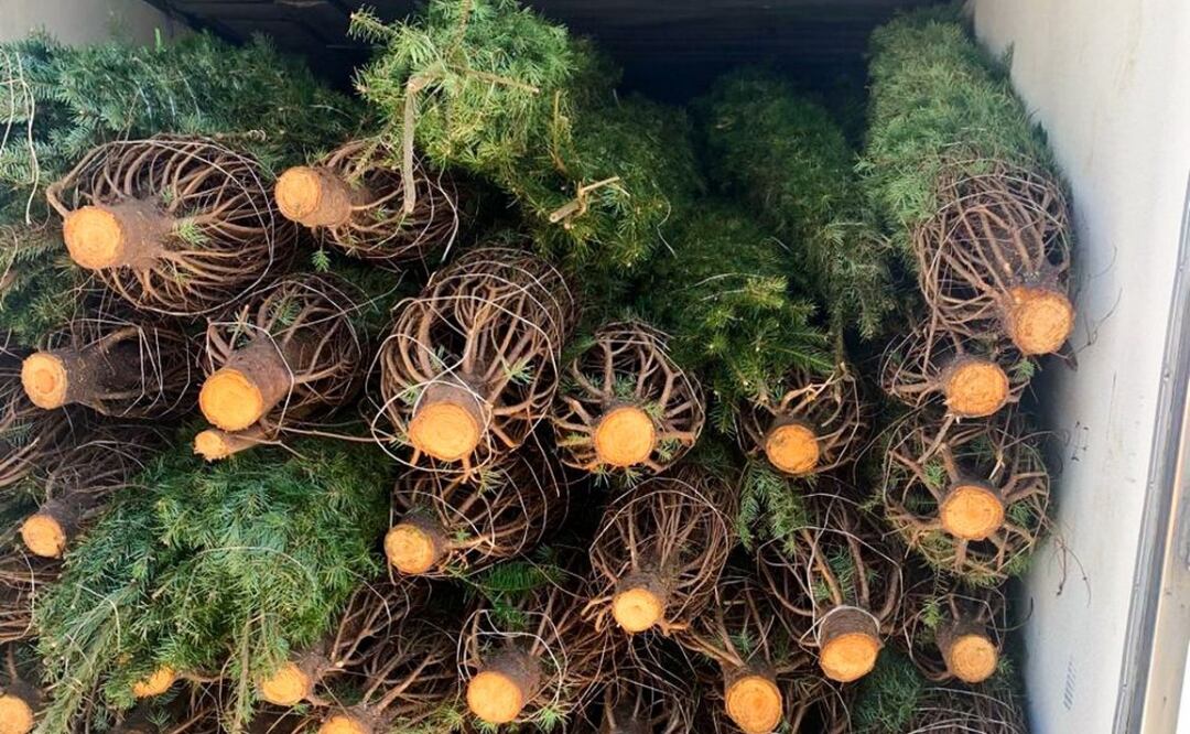 Profepa realiza operativos en más de 130 mil árboles de Navidad (19/11/2025). Foto: Especial