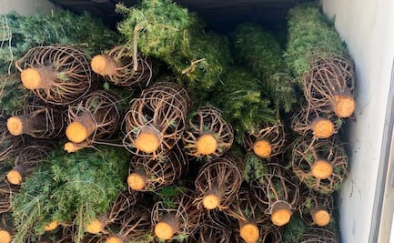 Profepa revisa más de 130 mil árboles de Navidad; confirma que ninguno presenta plagas