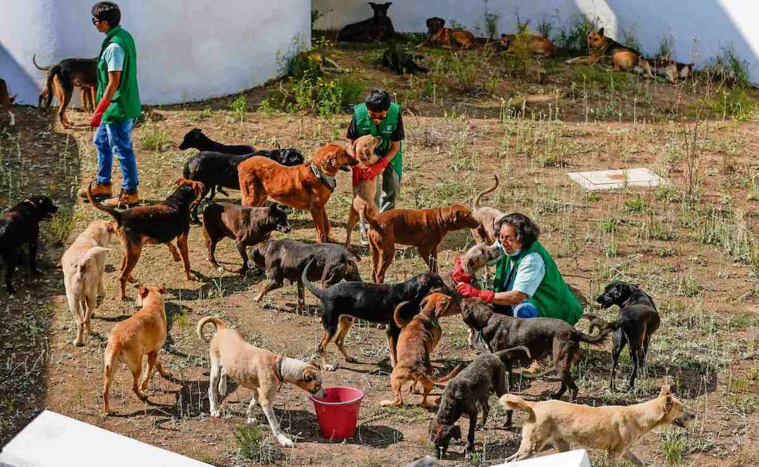 De los animales rescatados, 304 perros se encuentran en un refugio del Ajusco. Foto: Diego Simón Sánchez / EL UNIVERSAL
