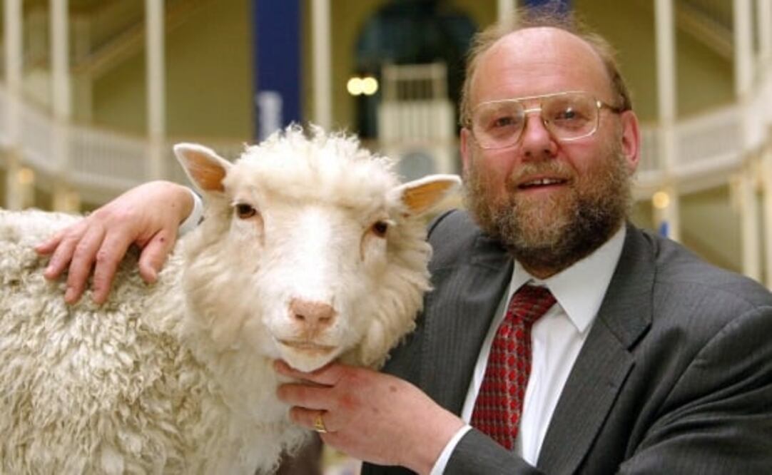 La oveja Dolly, el experimento que revolucionó la biología