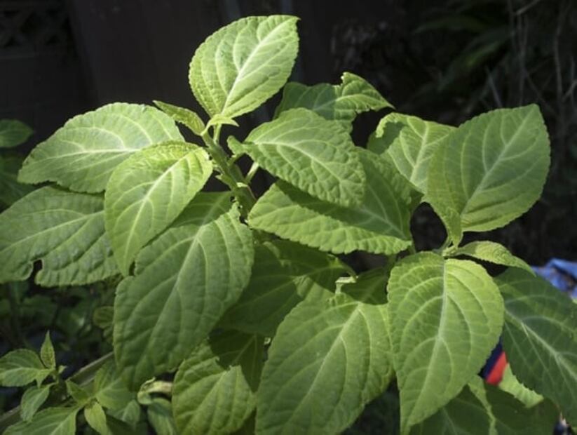 Plantas fumables para cultivar que son legales 