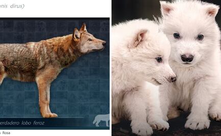 ¿Qué es el "lobo terrible" y por qué se extinguió?; esto se sabe