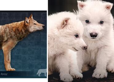 ¿Qué es el "lobo terrible" y por qué se extinguió?; esto se sabe