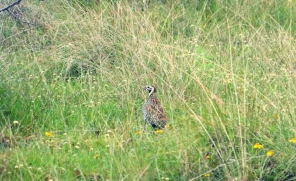 Identifican 111 especies de aves en presa de Aguascalientes
