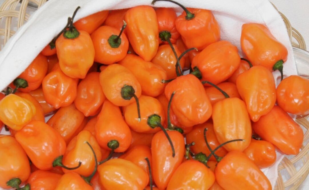 El chile es una rica fuente de compuestos como carotenoides y capsaicinoides que poseen una importante actividad bioquímica en la prevención de condiciones degenerativas. FOTO:Archivo/ EL UNIVERSAL